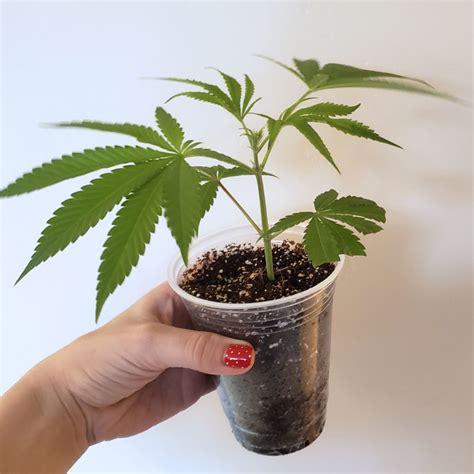 how to grow clones